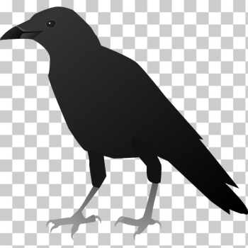 SVG FX13 crow SVG FX13 crow