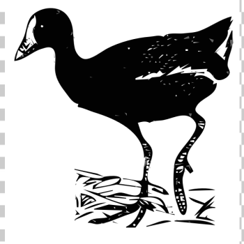 SVG Gallinule vector image SVG Gallinule vector image
