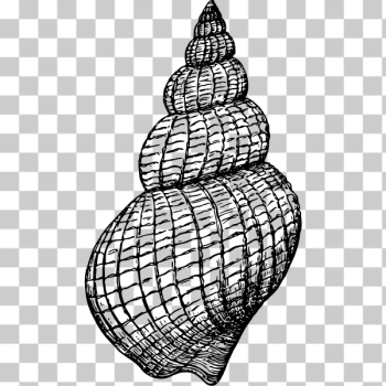 SVG Gastropod039s illustration