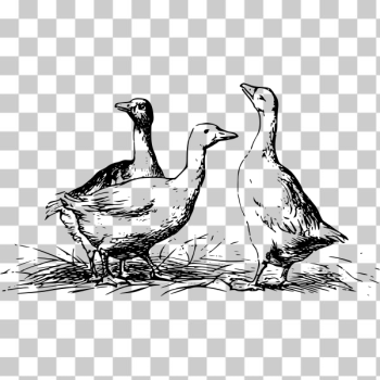 SVG Geese SVG Geese