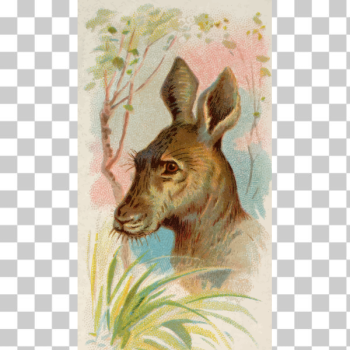 SVG Giant kangaroo SVG Giant kangaroo