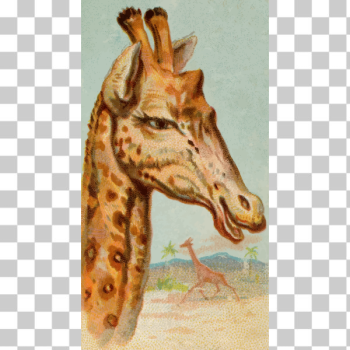 SVG Giraffe illustration SVG Giraffe illustration