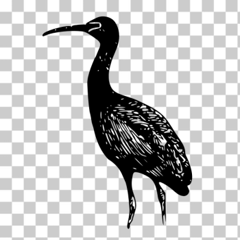 SVG glossy ibis bird vector image SVG glossy ibis bird vector image