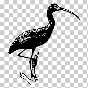 SVG Glossy Ibis vector clip art SVG Glossy Ibis vector clip art