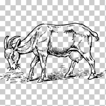 SVG goat SVG goat