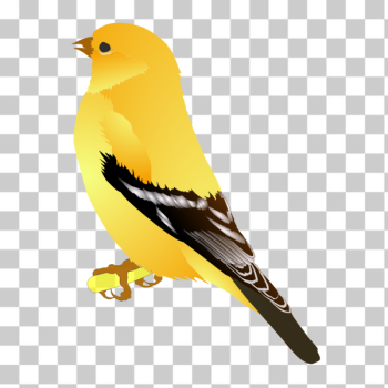 SVG Gold Finch SVG Gold Finch