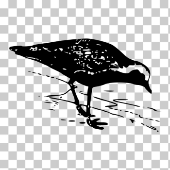 SVG Golden Plover Monochrome Vector SVG Golden Plover Monochrome Vector