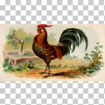 SVG Golden Spangled Hamburgh rooster SVG Golden Spangled Hamburgh rooster