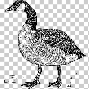 SVG Goose SVG Goose