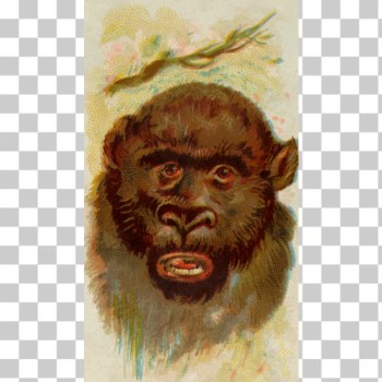 SVG Gorilla039s portrait SVG Gorilla039s portrait
