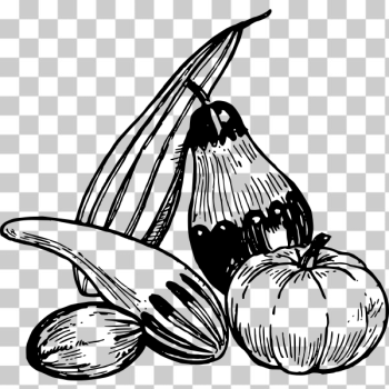 SVG Gourds SVG Gourds