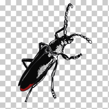 SVG Grand capricorn SVG Grand capricorn