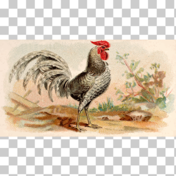 SVG Gray rooster SVG Gray rooster
