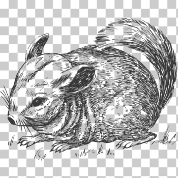 SVG Grayscale chinchilla SVG Grayscale chinchilla