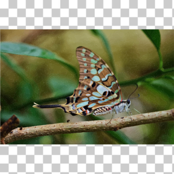 SVG Grayscale origami butterfly vector image SVG Grayscale origami butterfly vector image