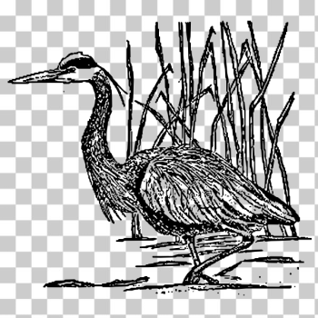SVG Great blue heron drawing SVG Great blue heron drawing
