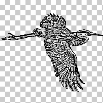 SVG Great blue heron image SVG Great blue heron image