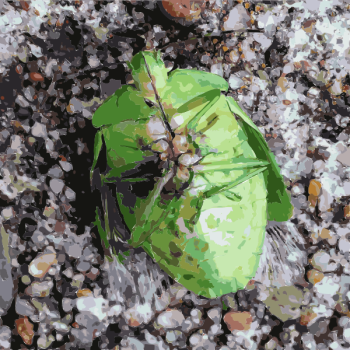 SVG Green belly bug SVG Green belly bug