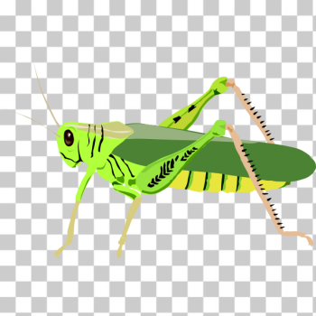 SVG Green bug SVG Green bug