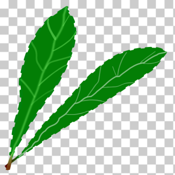SVG Green leaves pair SVG Green leaves pair