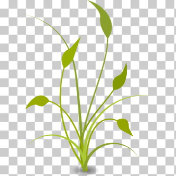 SVG Green plant with leaves SVG Green plant with leaves