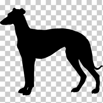 SVG Greyhound Silhouette SVG Greyhound Silhouette