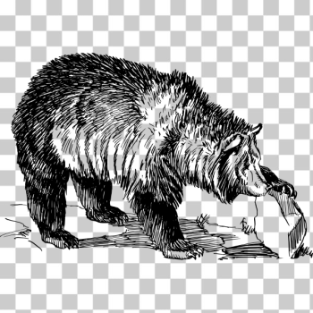 SVG Grizzly bear