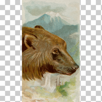 SVG Grizzly bear image