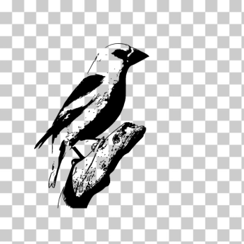 SVG Hawfinch vector clip art SVG Hawfinch vector clip art