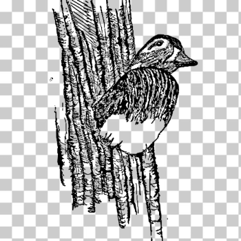 SVG Hen wood duck SVG Hen wood duck