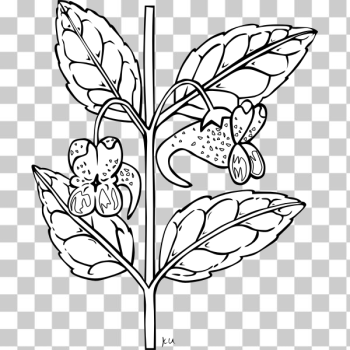 SVG Herb branch SVG Herb branch