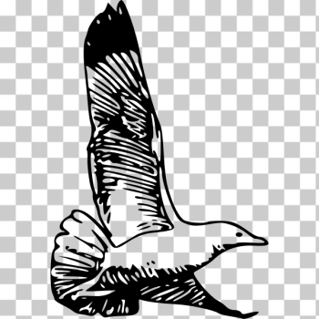 SVG herring gull in flight vector drawing SVG herring gull in flight vector drawing