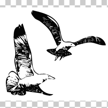 SVG Herring Gulls flying up vector graphics SVG Herring Gulls flying up vector graphics