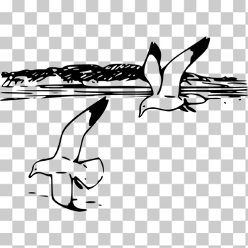 SVG Herring gulls in flight vector illustration SVG Herring gulls in flight vector illustration
