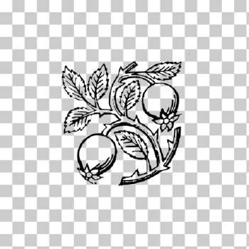 SVG Hip rose SVG Hip rose