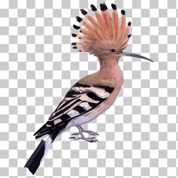 SVG Hoopoe bird SVG Hoopoe bird