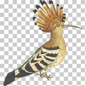 SVG Hoopoe color drawing SVG Hoopoe color drawing