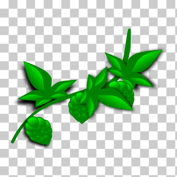 SVG hops - illustrated SVG hops - illustrated