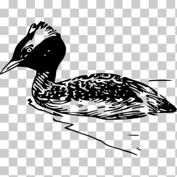 SVG Horned grebe swimming vector graphics SVG Horned grebe swimming vector graphics