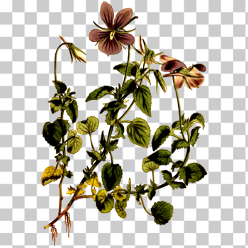 SVG Horned Violet Flower Plant SVG Horned Violet Flower Plant