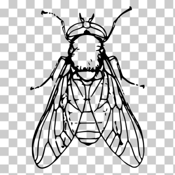 SVG Horse fly SVG Horse fly