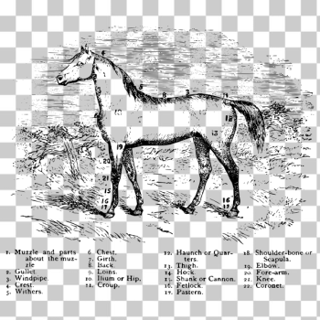 SVG Horse parts SVG Horse parts