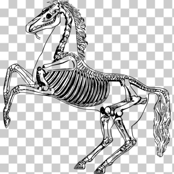 SVG Horse skeleton SVG Horse skeleton