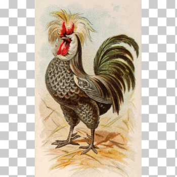 SVG Houdan rooster SVG Houdan rooster