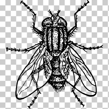 SVG House fly SVG House fly