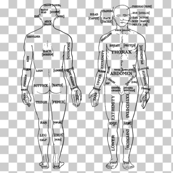 SVG Human Anatomy Diagram SVG Human Anatomy Diagram