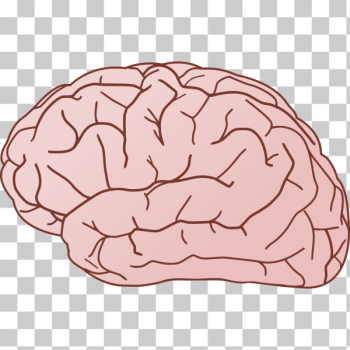 SVG Human brain SVG Human brain