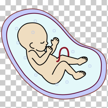 SVG Human embryo vector image