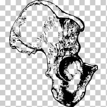 SVG Human hip bone