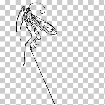SVG Ichneumon fly SVG Ichneumon fly
